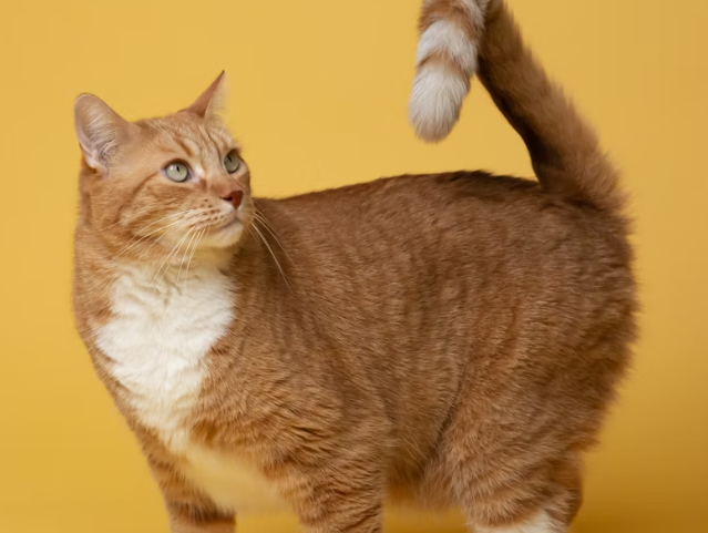 Josera katėms: kokybiška mityba sveikam ir laimingam augintiniui